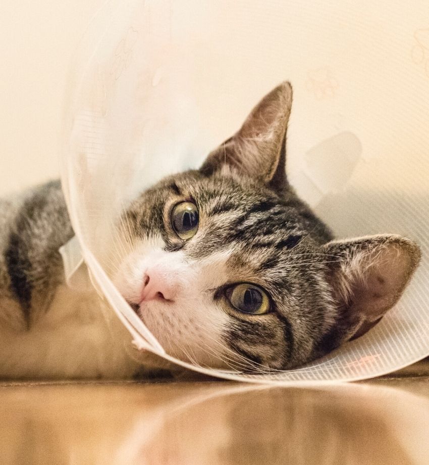 cat in a cone