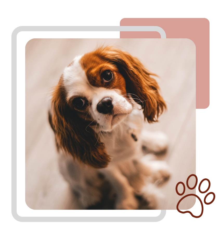 white and brown king charles cavalier