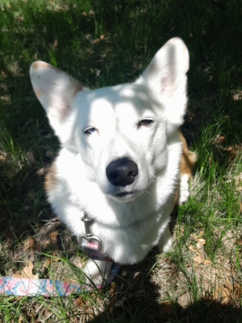 Ham Lake Veterinary Hospital Logo