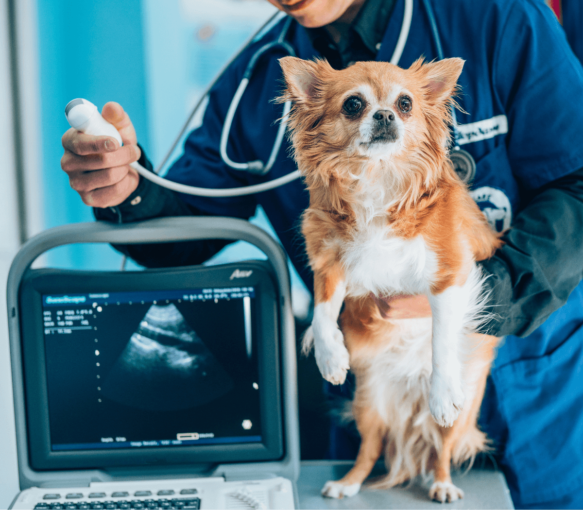 a vet showing a dog’s limb X-ray