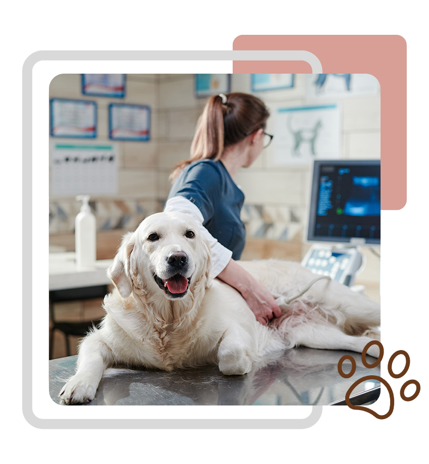 dog during ultrasound