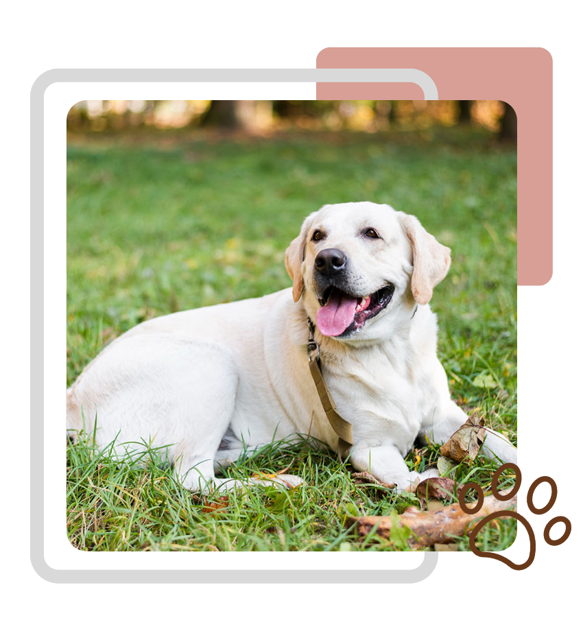 dog sitting on the grass